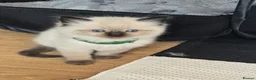 Ragdoll cats for sale: Just 2 left: Purebred female Ragdoll kittens - Advert 26
