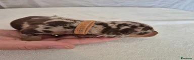 Spotty Brown 