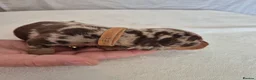 Miniature Dachshund dogs for sale: 🖤 Stunning Miniature Dachshunds 🖤 - Advert 21