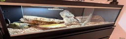 Python Snake reptiles for sale: Ball python with full set up - Advert 6