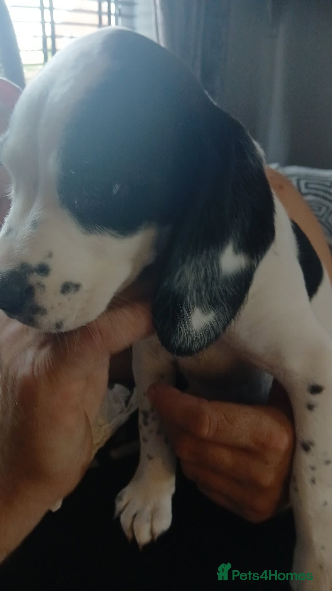 Mixed Breed dogs for sale: english springer spaniel cross foxhound - Image 9