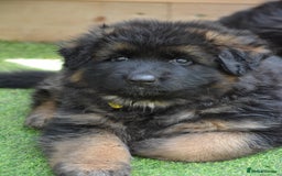 German Shepherd dogs for sale: Long Coat, Health tested, DM clear, GSD pups - Image 15