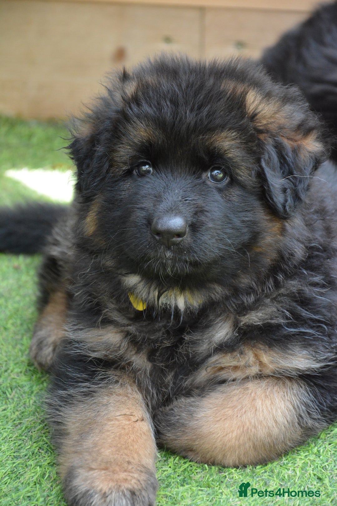 German Shepherd dogs for sale: Long Coat, Health tested, DM clear, GSD pups - Image 15