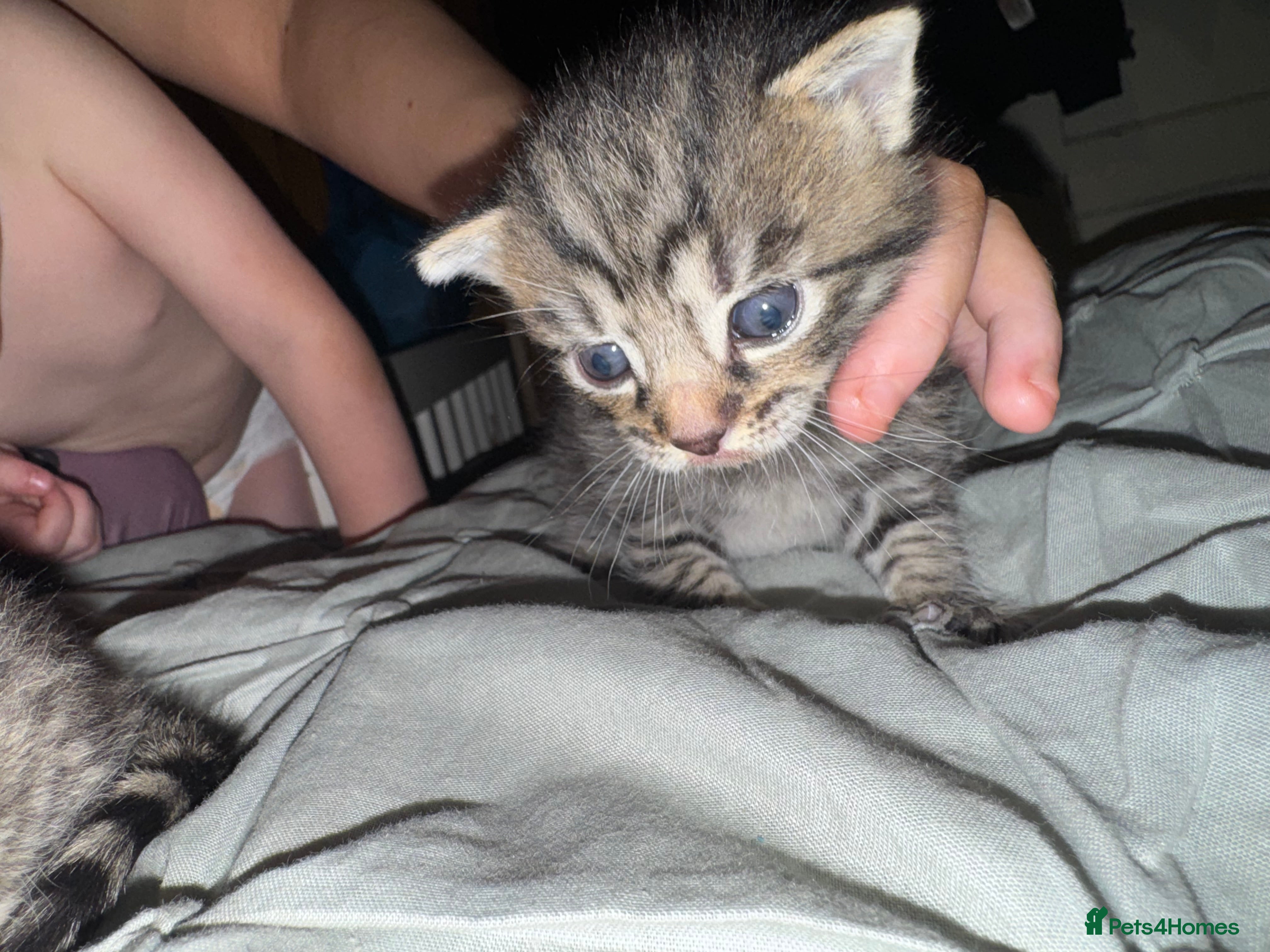 Mixed Breed cats Kittens  - Advert 2