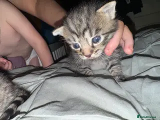 Mixed Breed cats Kittens - Advert 3