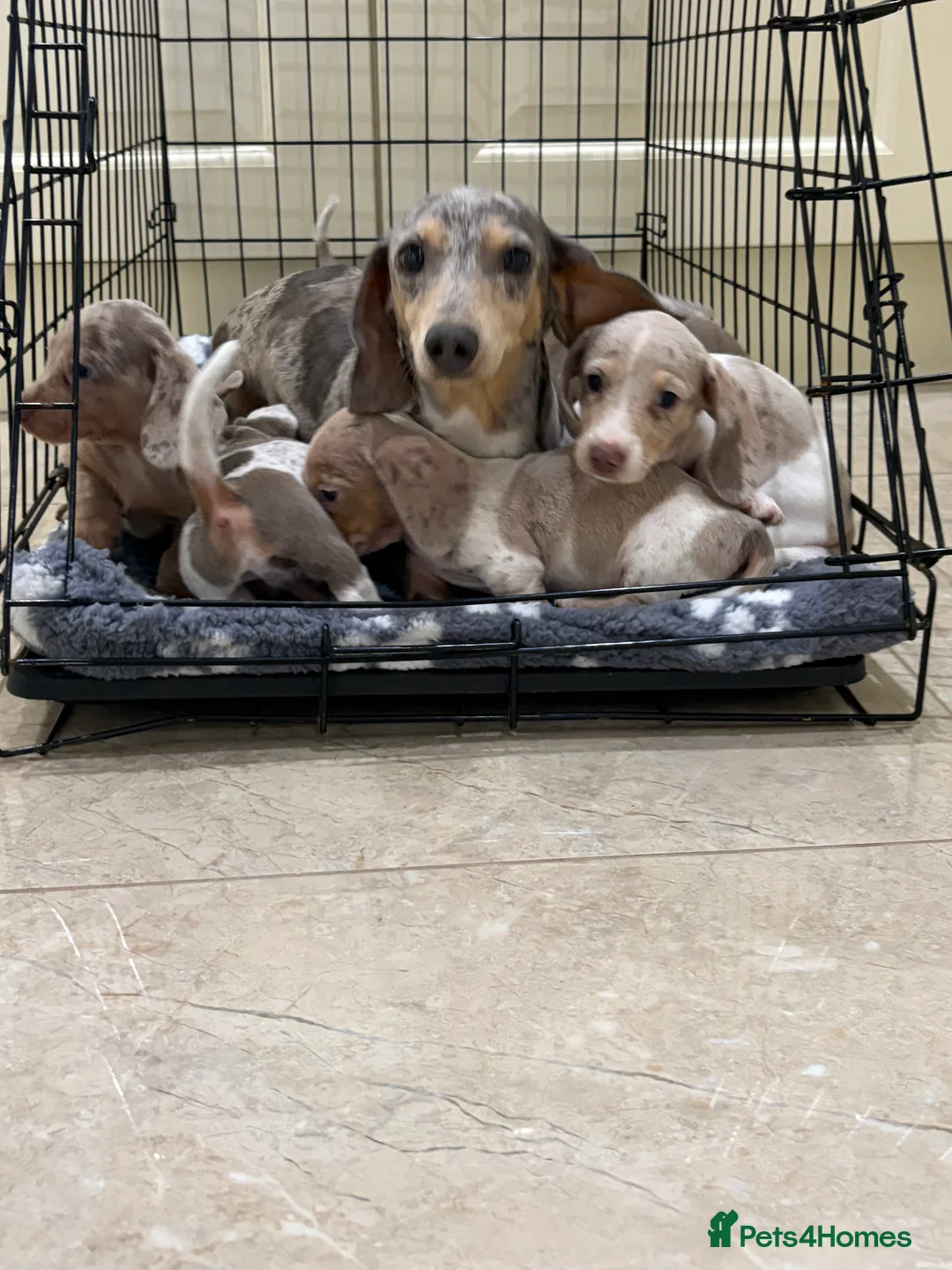 Miniature Dachshund dogs for sale: Miniature dachshund puppies for sale  - Advert 4
