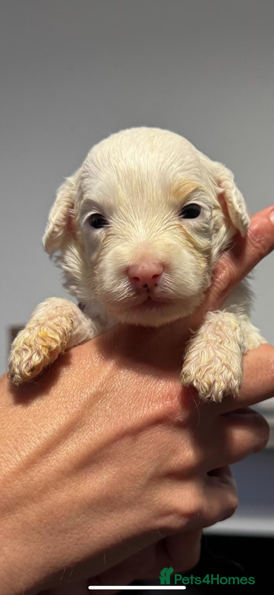 Cockapoo dogs for sale:  Tiny merle cockapoos   - Image 5