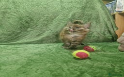 Maine Coon cats for sale: Planned summer babies looking for forever homes - Image 6