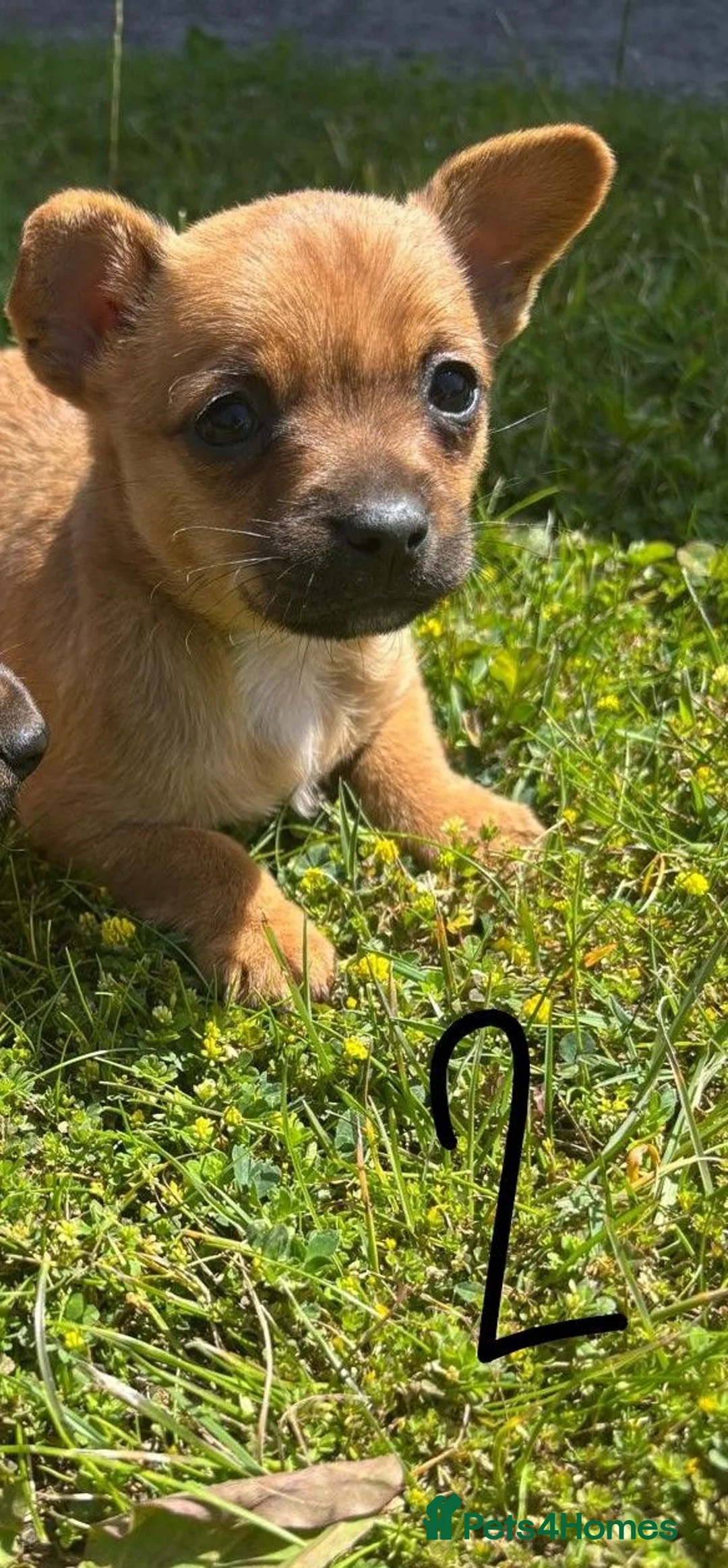 Jack Chi dogs for sale: Two chihuahua x Jack Russell puppies  in Exeter - Advert 2