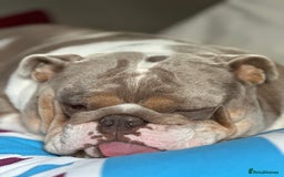 English Bulldog dogs for sale: Bella Baby - Image 5