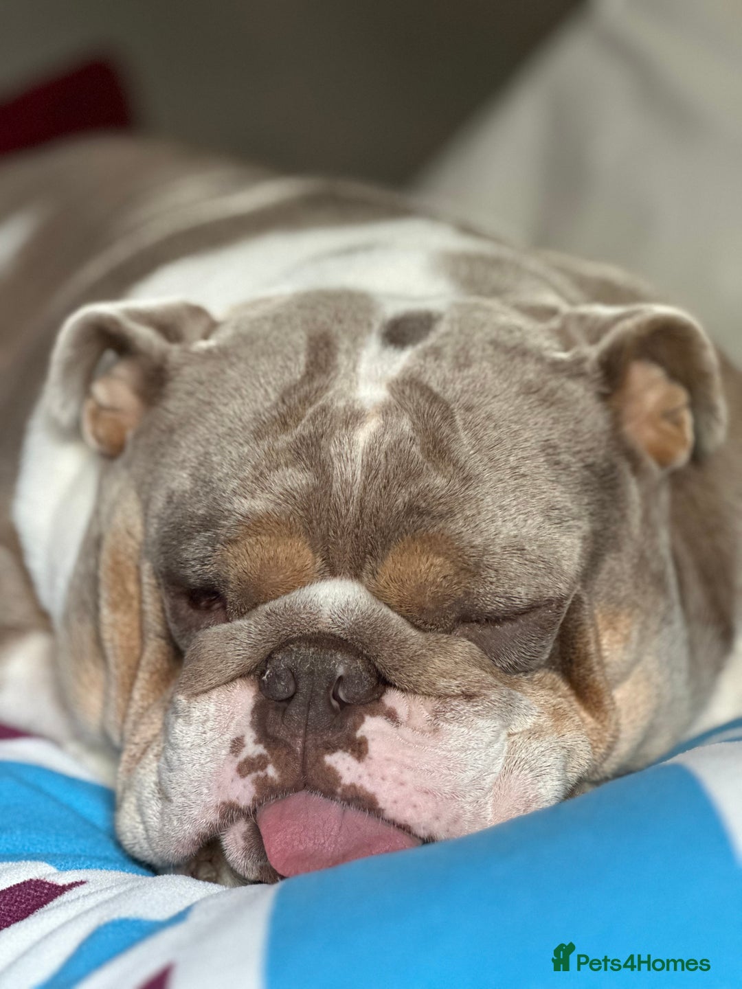 English Bulldog dogs for sale: Bella Baby - Image 5