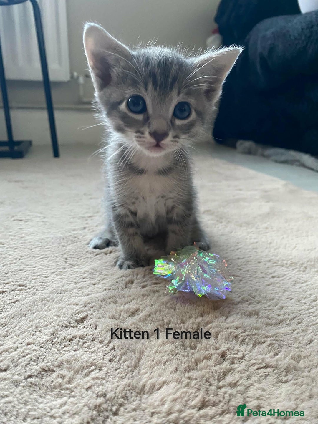 Mixed Breed cats for sale: Siamese Bengal mix kittens  - Advert 21