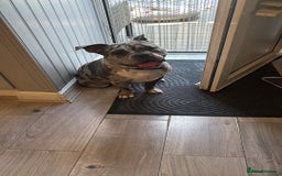 Mixed Breed dogs for sale: Staffship bull terrier cross pocket bully  - Image 1