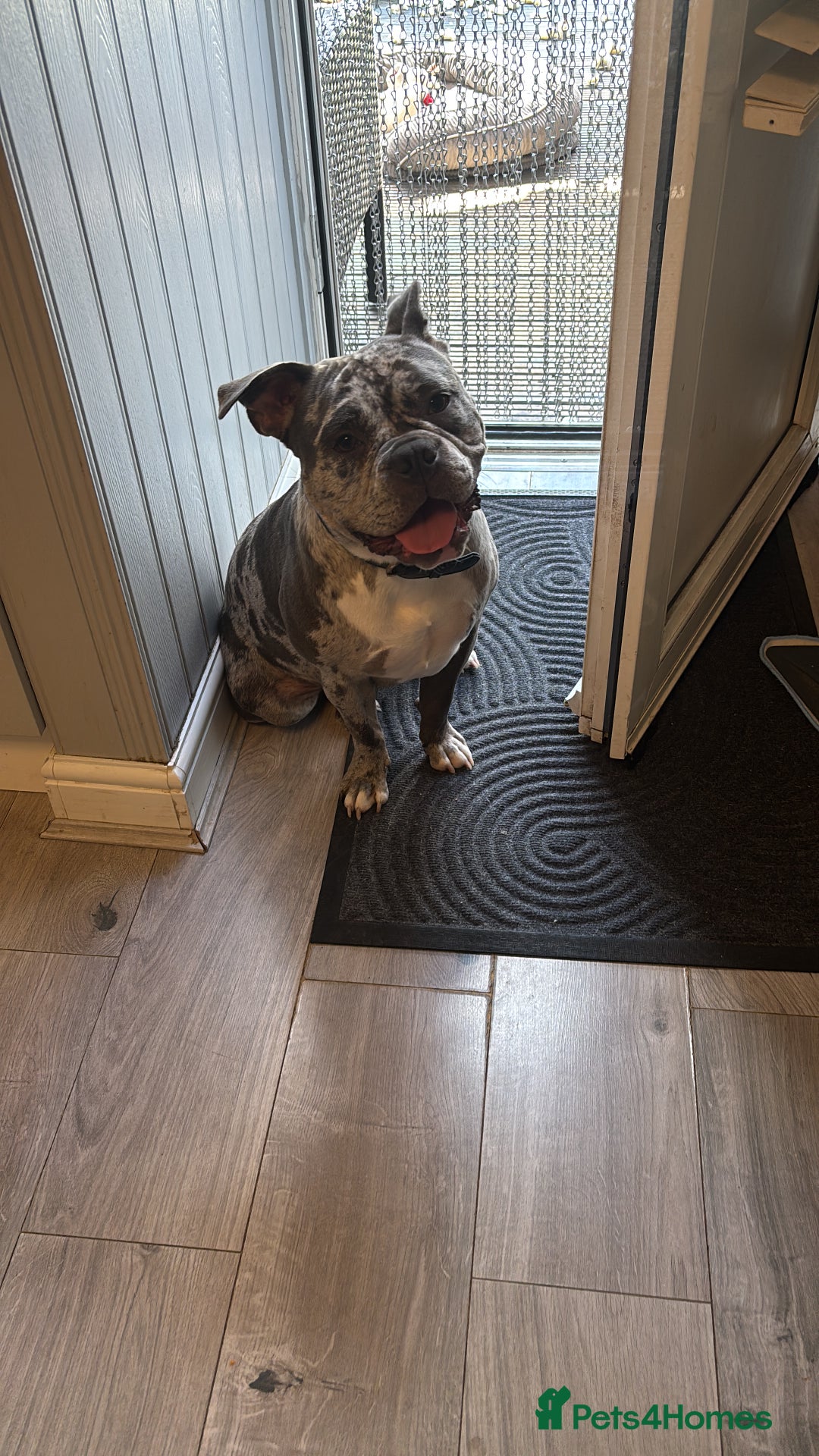 Mixed Breed dogs for sale: Staffship bull terrier cross pocket bully  - Image 1