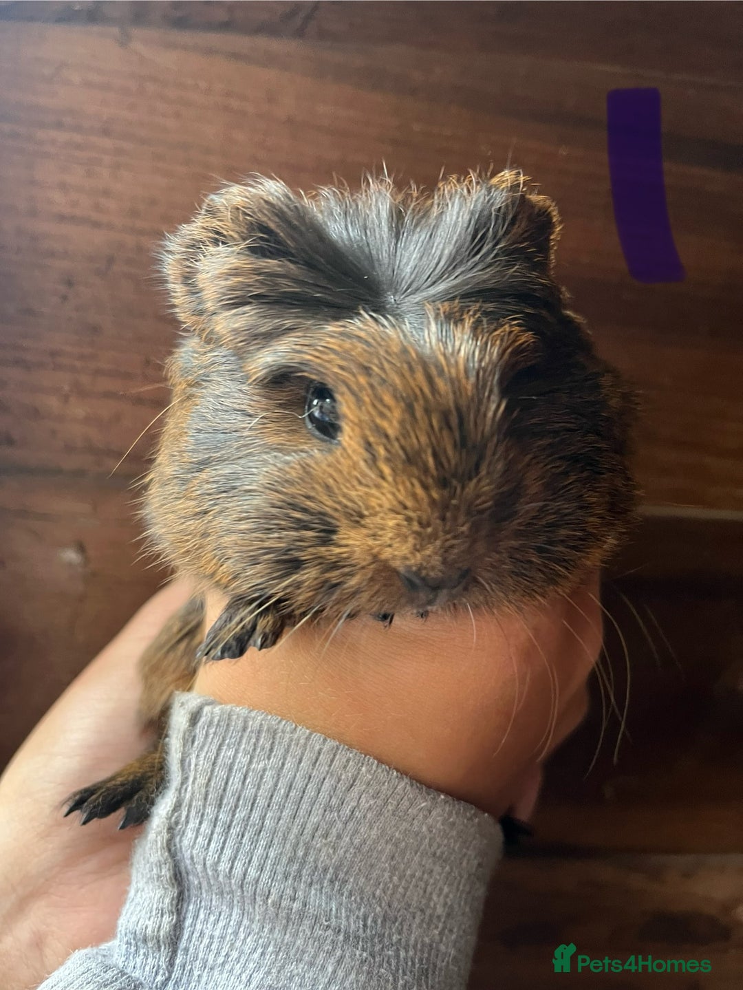 Guinea Pig rodents for sale: Gorgeous baby guinea pigs, various colours/coats  - Image 8