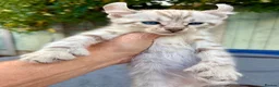 Keetso cats for sale: Awesome litter of polydactyl snow leopard Keetsos  - Advert 7