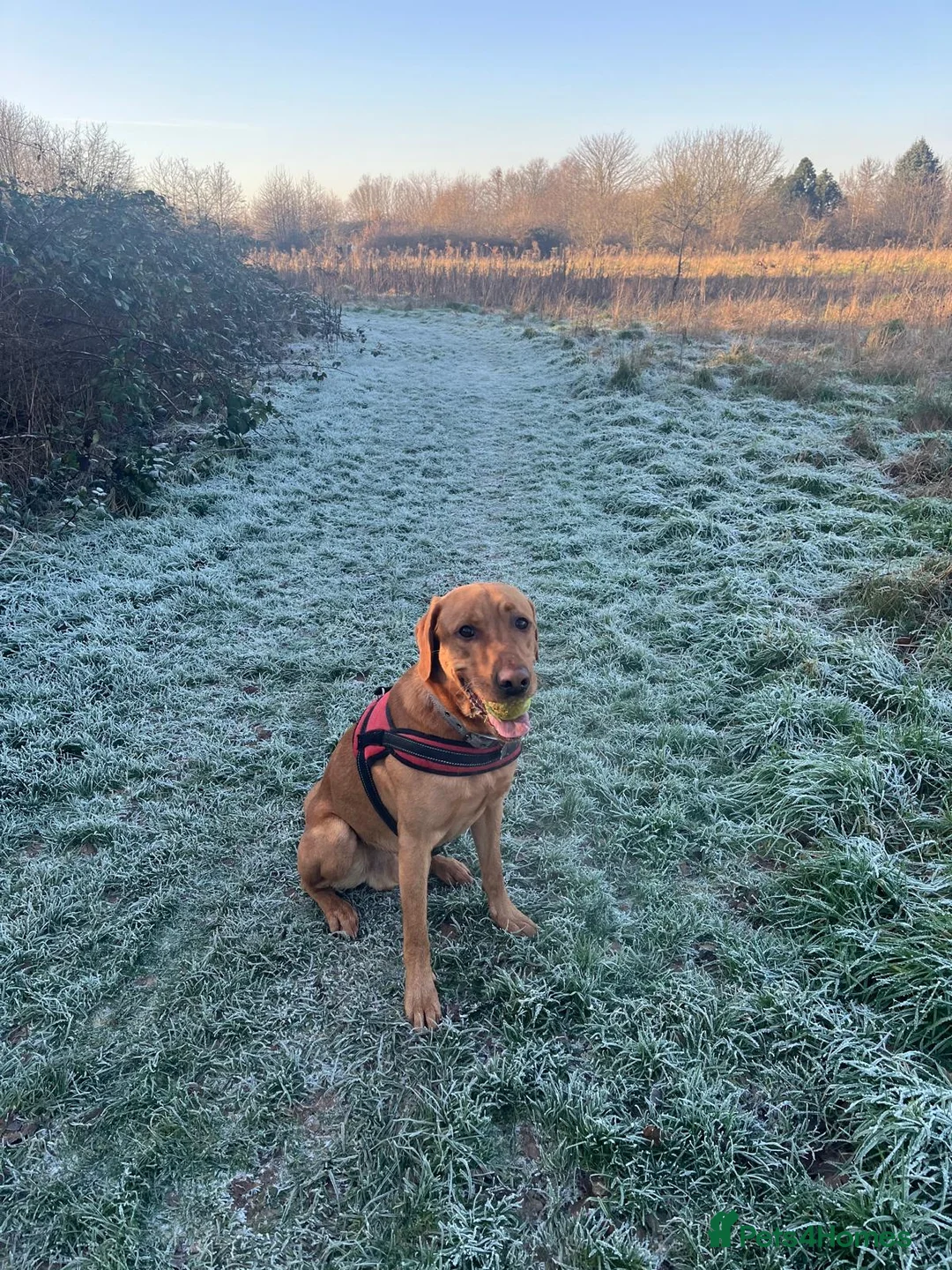 Labrador Retriever dogs for sale: Pedigree Red Fox Lab in Feltham - Advert 2