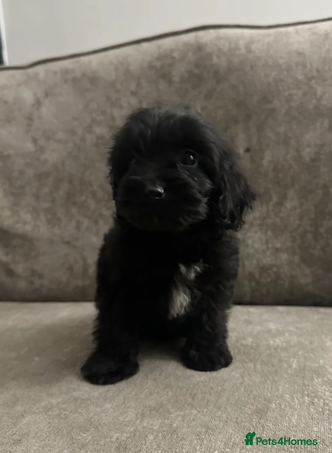 Cockapoo dogs for sale: Adorable Cockapoos’s looking for family homes - Advert 10