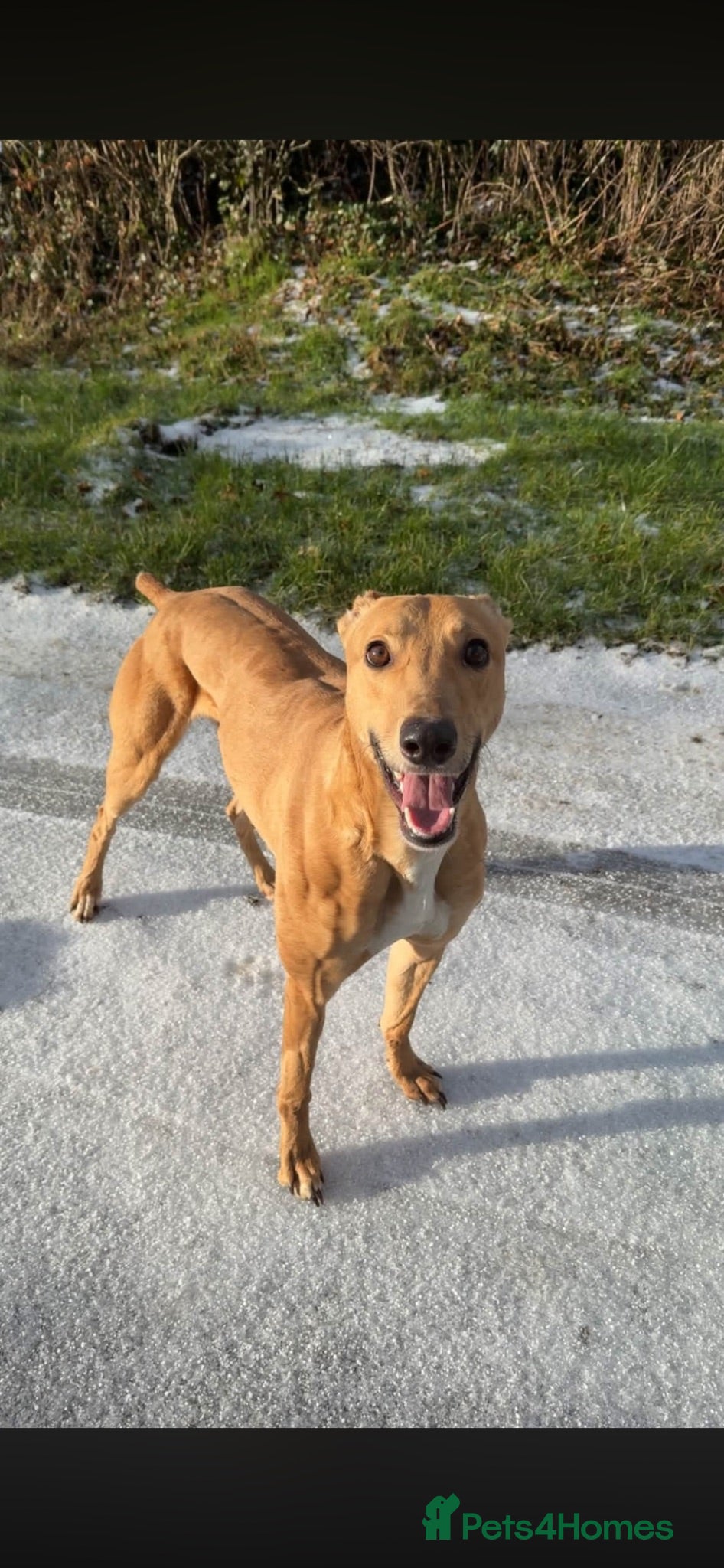 Mixed Breed dogs Frank bull lurcher - Advert 2