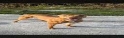 Mixed Breed dogs for sale: Frank bull lurcher in Holsworthy - Advert 1