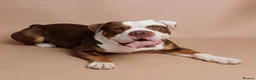 Mixed Breed dogs for sale: Old Tyme Bulldog  ** tiff, Male, 18 Months in Gravesend - Advert 2