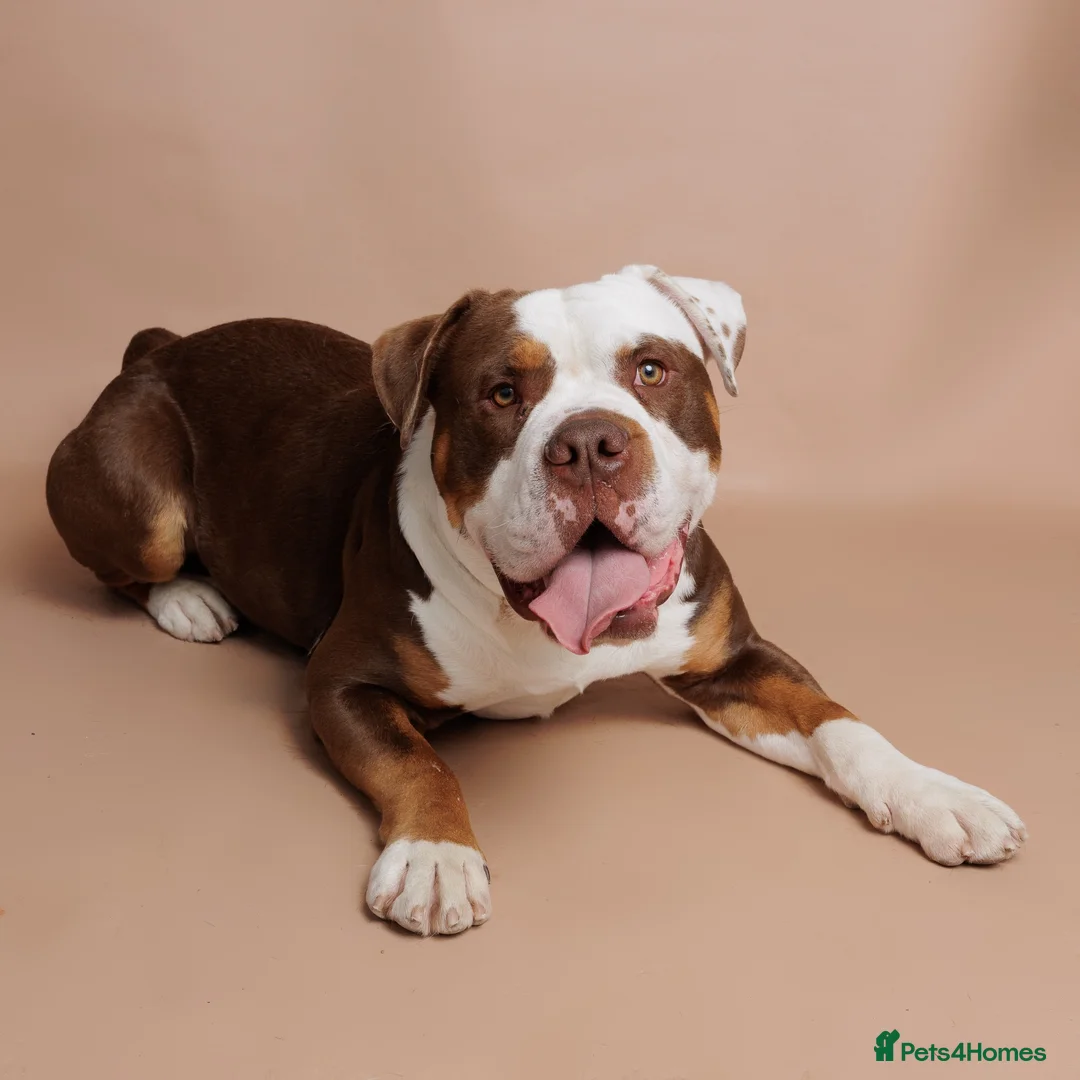 Mixed Breed dogs for sale: Old Tyme Bulldog  ** tiff, Male, 18 Months in Gravesend - Advert 2