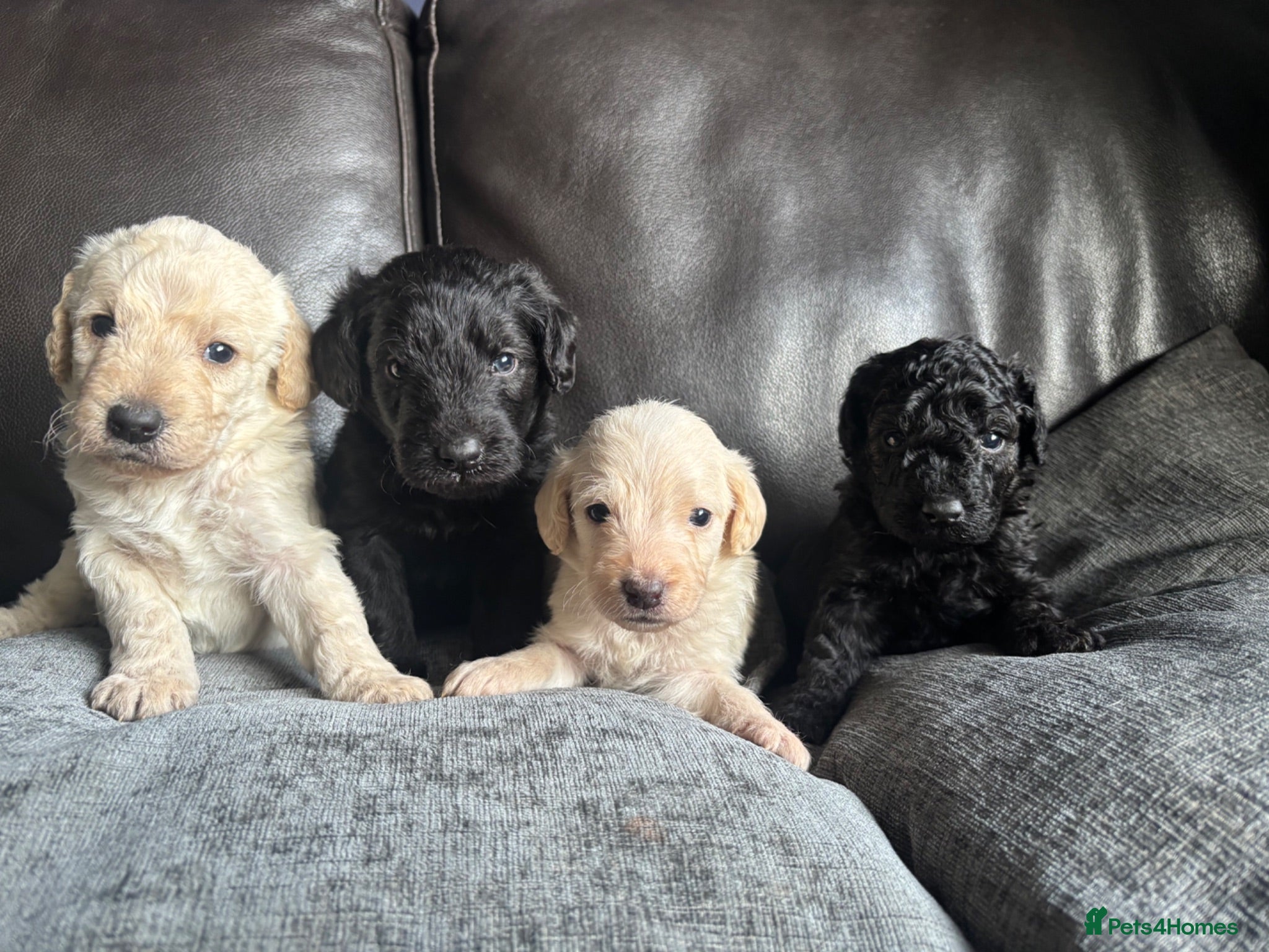 Labradoodle dogs Miniature labradoodles  - Advert 14