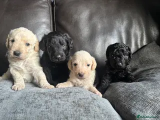 Labradoodle dogs Miniature labradoodles - Advert 5