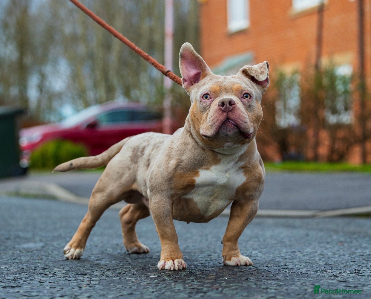 American Bully dogs Lilac tri Merle pocket bully ABKC registered in Manchester - Advert 5
