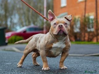 American Bully dogs Lilac tri Merle pocket bully ABKC registered in Manchester - Advert 5
