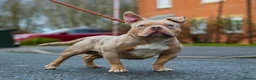 American Bully dogs for stud: Lilac tri Merle pocket bully ABKC registered in Manchester - Advert 1