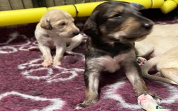 Saluki dogs for sale: Beautiful Saluki (new updated photos)  - Image 11