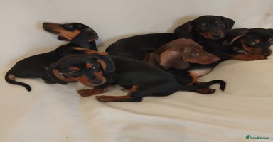 Dachshund dogs - Advert 4
