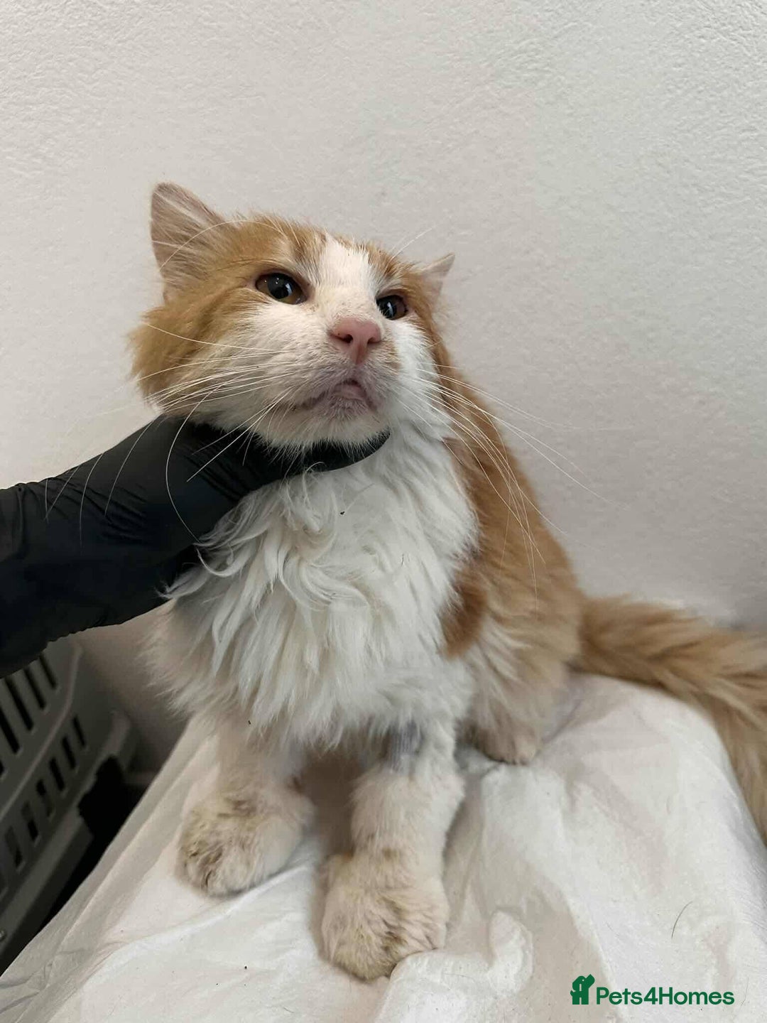 Mixed Breed cats for adoption: Jupiter for adoption - Advert 2