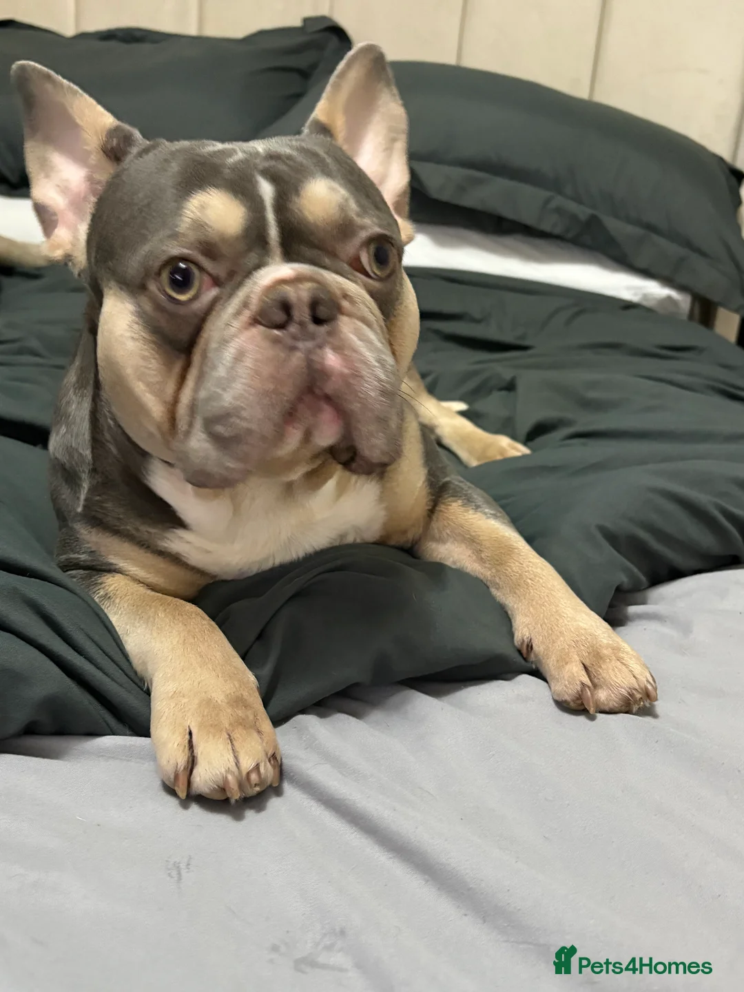 French Bulldog dogs for sale: Needs a home - Advert 3