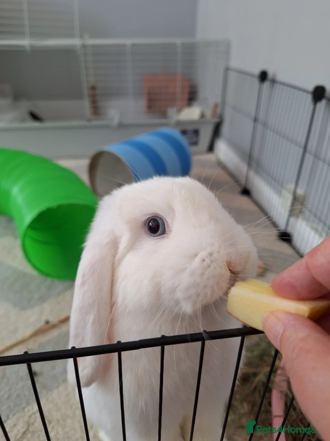 Mini Lop rabbits for sale: Blue Eyed White Mini Lop in Aberdeen - Advert 2