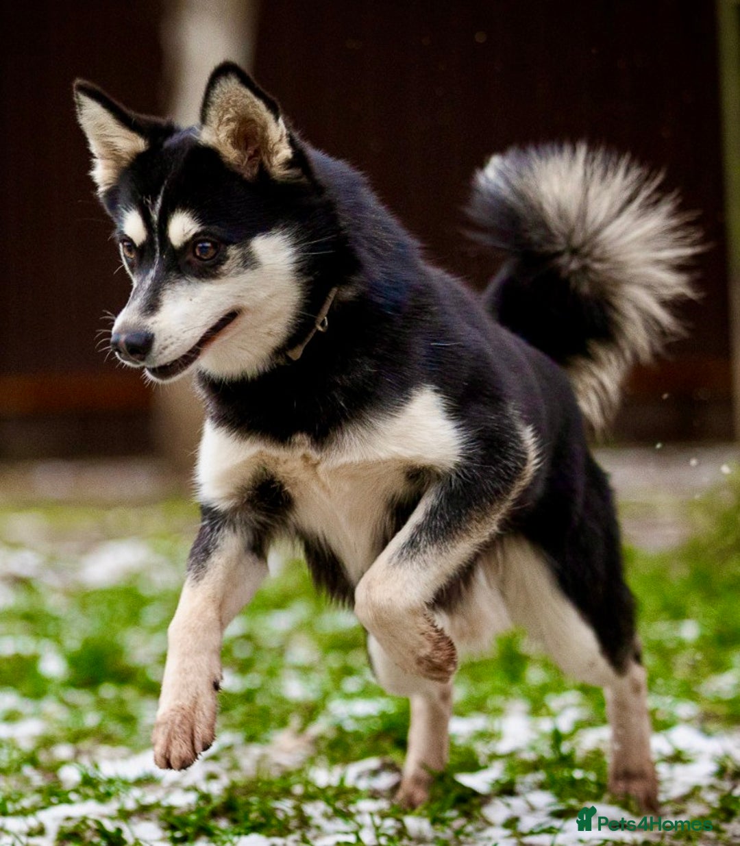 Pomsky dogs for adoption: TUCKER – Male Pomsky  - Advert 6