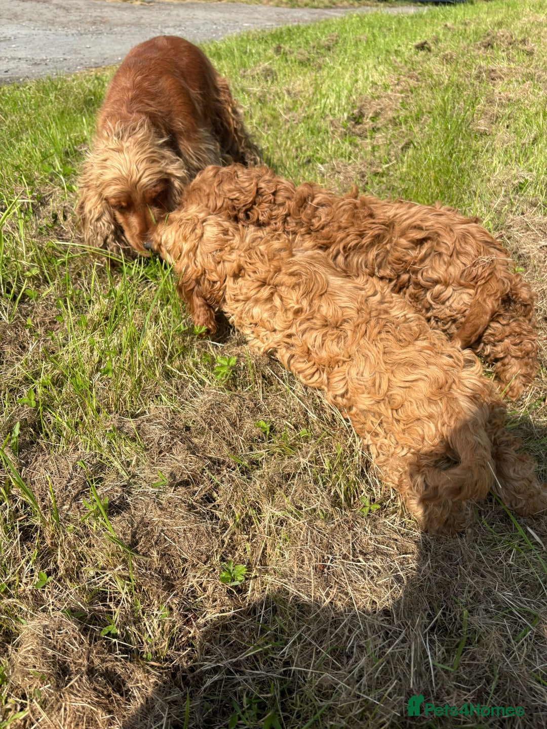 Cockapoo dogs for sale: Red Cockapoos for sale - Image 8