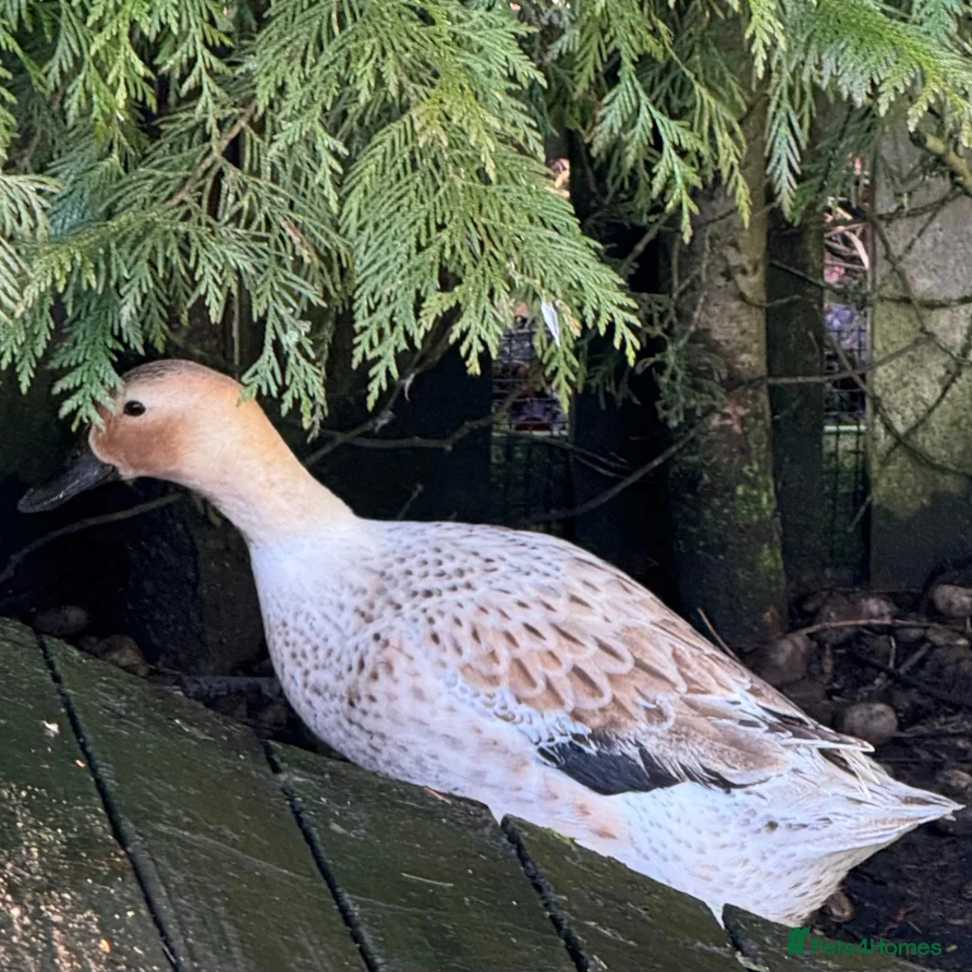 Ducks poultry for sale: 6 Welsh Harlequin Hatching Eggs *RARE* Pure Breed - Advert 4
