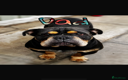 Olde English Bulldogge dogs for sale: Ready to leave Beautiful old English bulldog pups  - Image 12