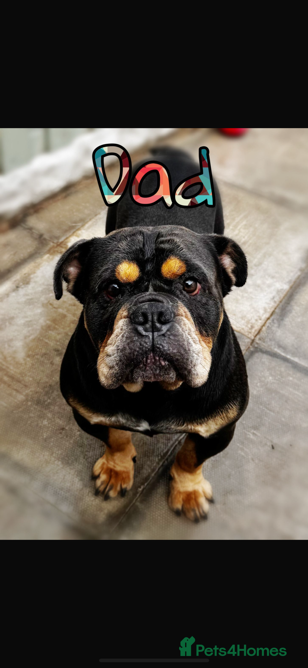 Olde English Bulldogge dogs for sale: Ready to leave Beautiful old English bulldog pups  - Image 12