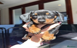 Miniature Dachshund dogs for sale: **We have adorable miniature dachshund puppies** - Image 8
