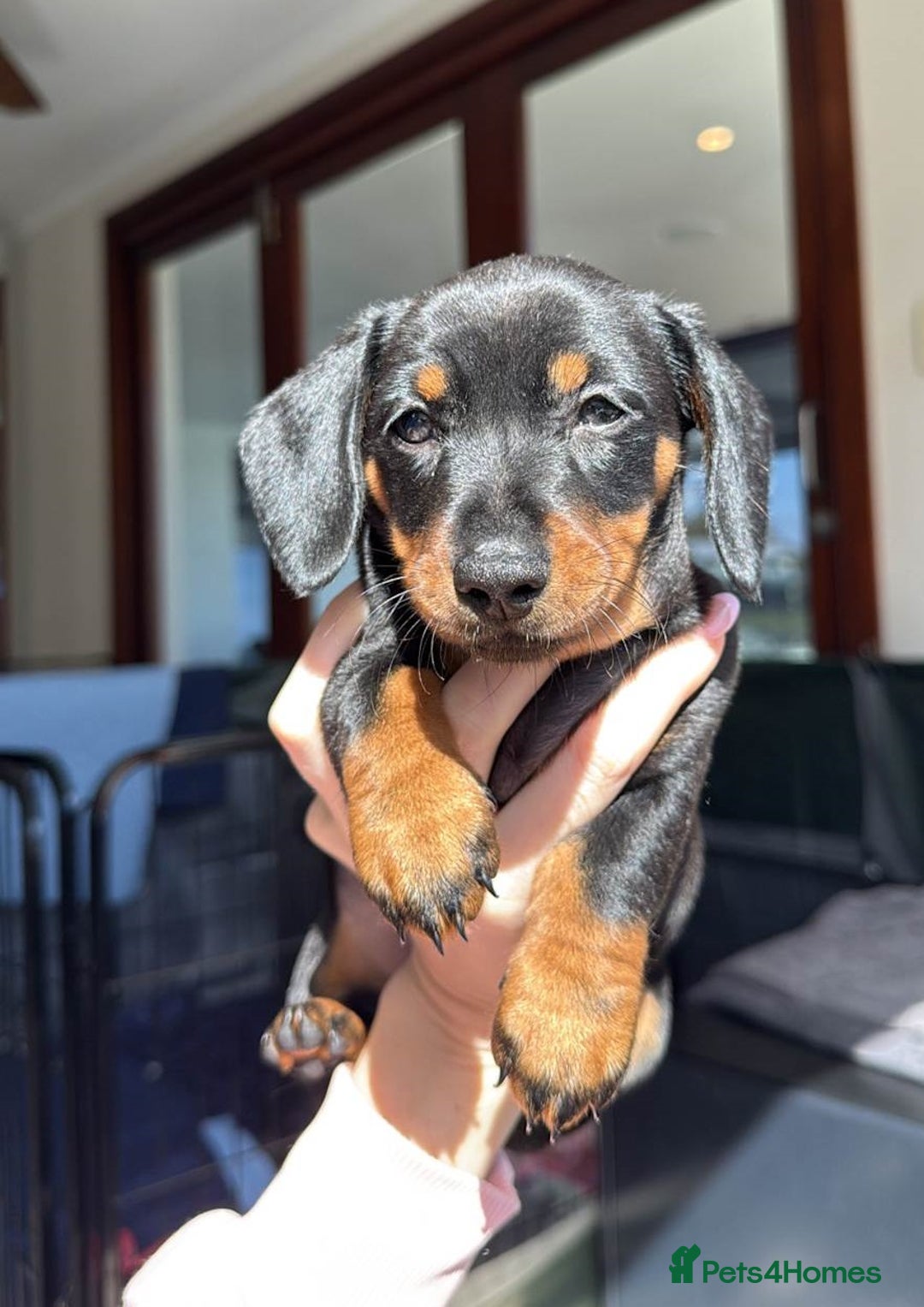 Miniature Dachshund dogs for sale: **We have adorable miniature dachshund puppies** - Image 8