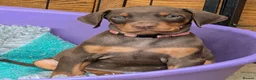 Dobermann dogs for sale: KC REGISTERED DOBERMANN PUPS – EXCEPTIONAL LITTER - Advert 32