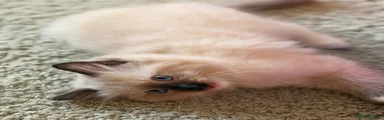 Ragdoll 1