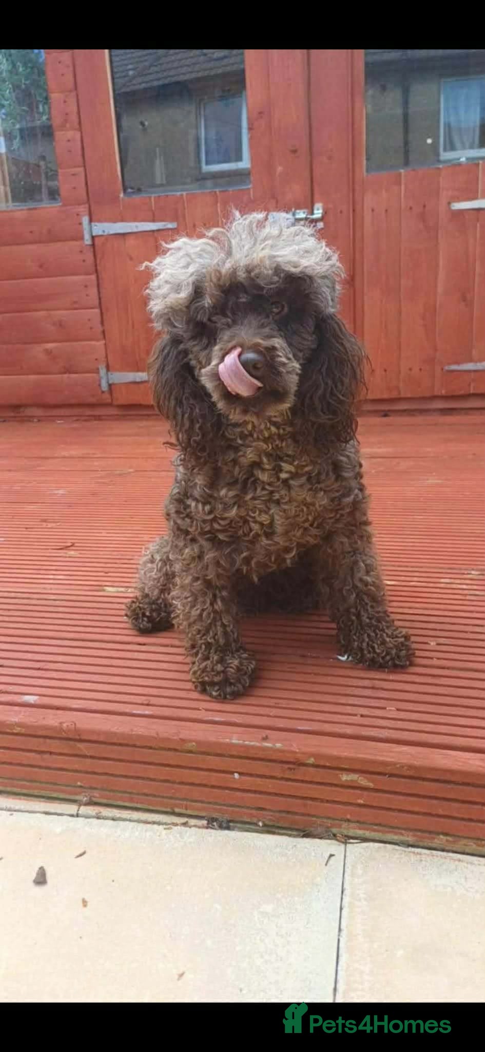 Cavapoo dogs Stunning cavapoos available  - Advert 2