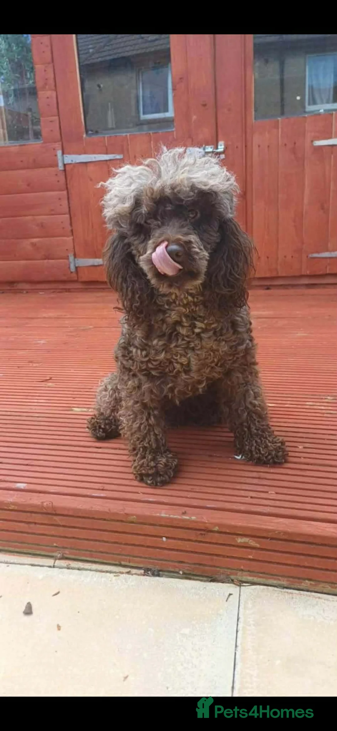 Cavapoo dogs for sale: Stunning cavapoos available  in Lanark - Advert 2
