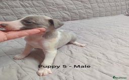 Whippet dogs for sale: *LAST MALE PUPPY* Beautiful KC Registered Puppies - Image 14