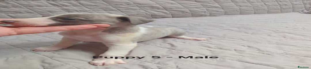 Whippet Puppy 5