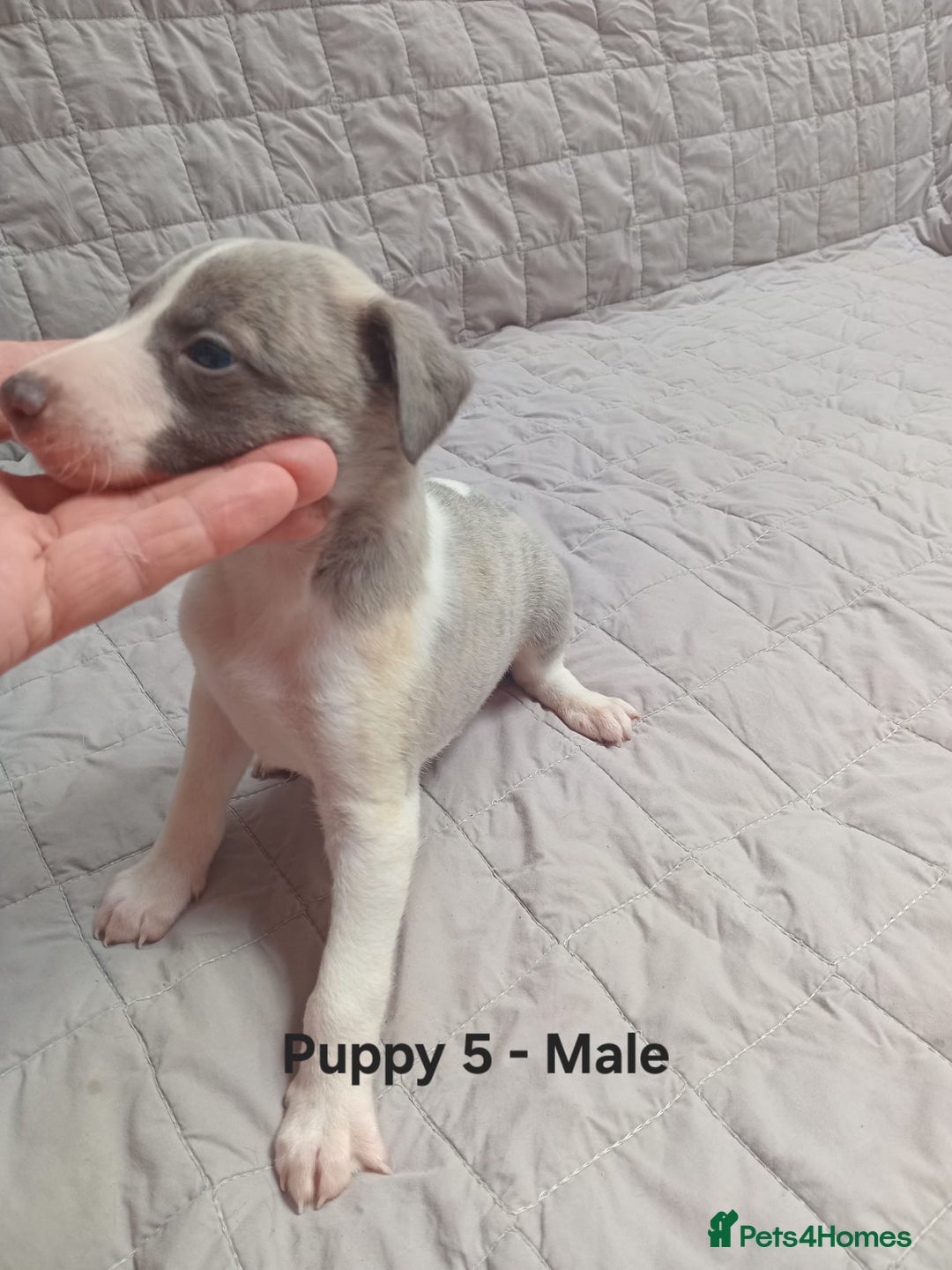 Whippet dogs for sale: *LAST MALE PUPPY* Beautiful KC Registered Puppies - Image 14
